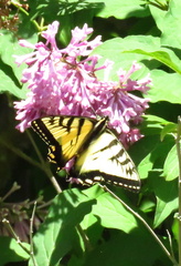 Papilio canadensis