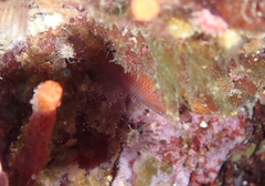 Corcyrogobius liechtensteini