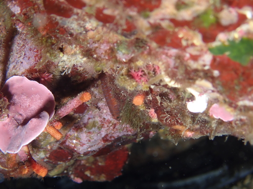 Representative image of Corcyrogobius