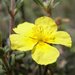 Common Rock-Rose - Photo (c) Emilio, some rights reserved (CC BY-NC-ND)