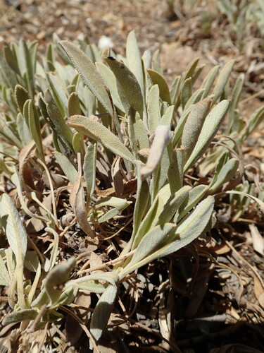 Image of Salvia sonomensis by (c) Cricket Raspet, some rights reserved (CC BY)