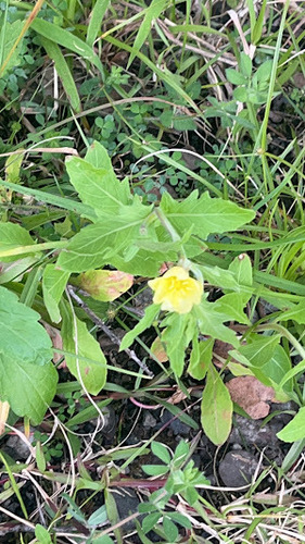 Oenothera laciniata, 2024-03-25