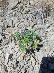 Lupinus brevicaulis