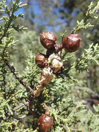 Image of Hesperocyparis macnabiana by (c) Cricket Raspet, some rights reserved (CC BY)