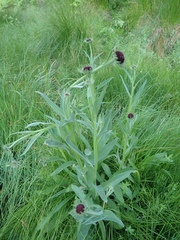 Helenium bigelovii