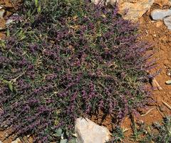 Noaea hermonis