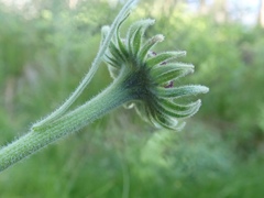 Helenium bigelovii