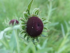 Helenium bigelovii