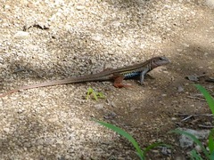 Aspidoscelis angusticeps