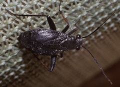 Orthocephalus saltator