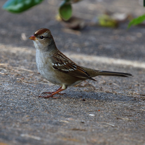 White-crowned Sparrow photographed in Georgia