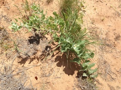 Asclepias arenaria