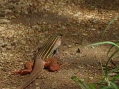 Aspidoscelis angusticeps