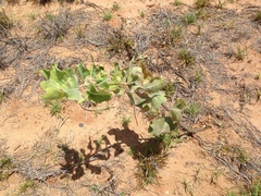 Asclepias arenaria