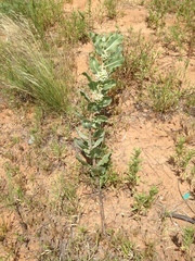 Asclepias arenaria