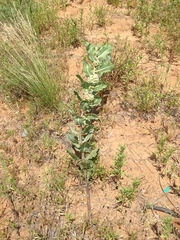 Asclepias arenaria