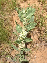 Asclepias arenaria