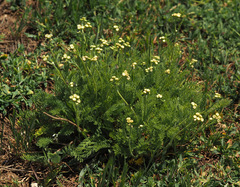 Tanacetum aucheri