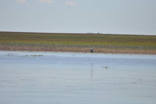 Great Blue Heron photographed in South Dakota