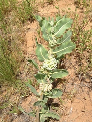 Asclepias arenaria