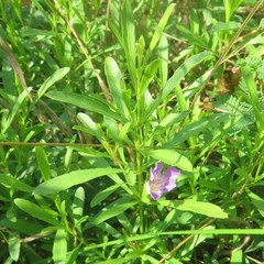 Dyschoriste linearis