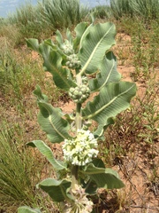 Asclepias arenaria