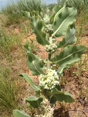 Asclepias arenaria