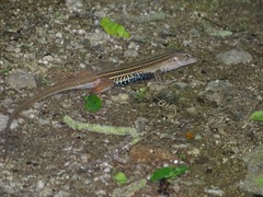 Aspidoscelis angusticeps