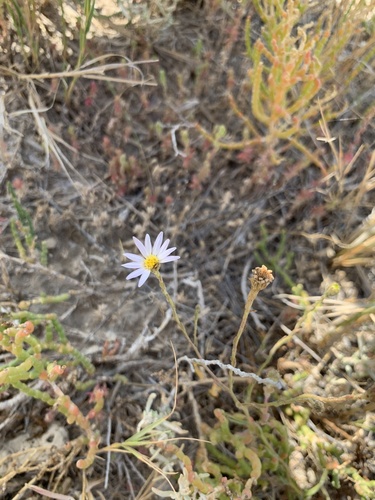 Image of Almutaster pauciflorus by (c) Zach Earl, some rights reserved (CC BY)