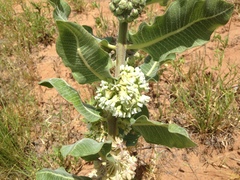 Asclepias arenaria