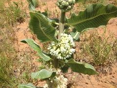 Asclepias arenaria