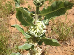 Asclepias arenaria