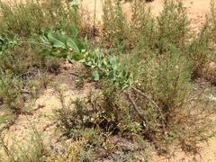 Asclepias arenaria