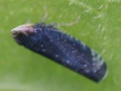 Scaphytopius frontalis