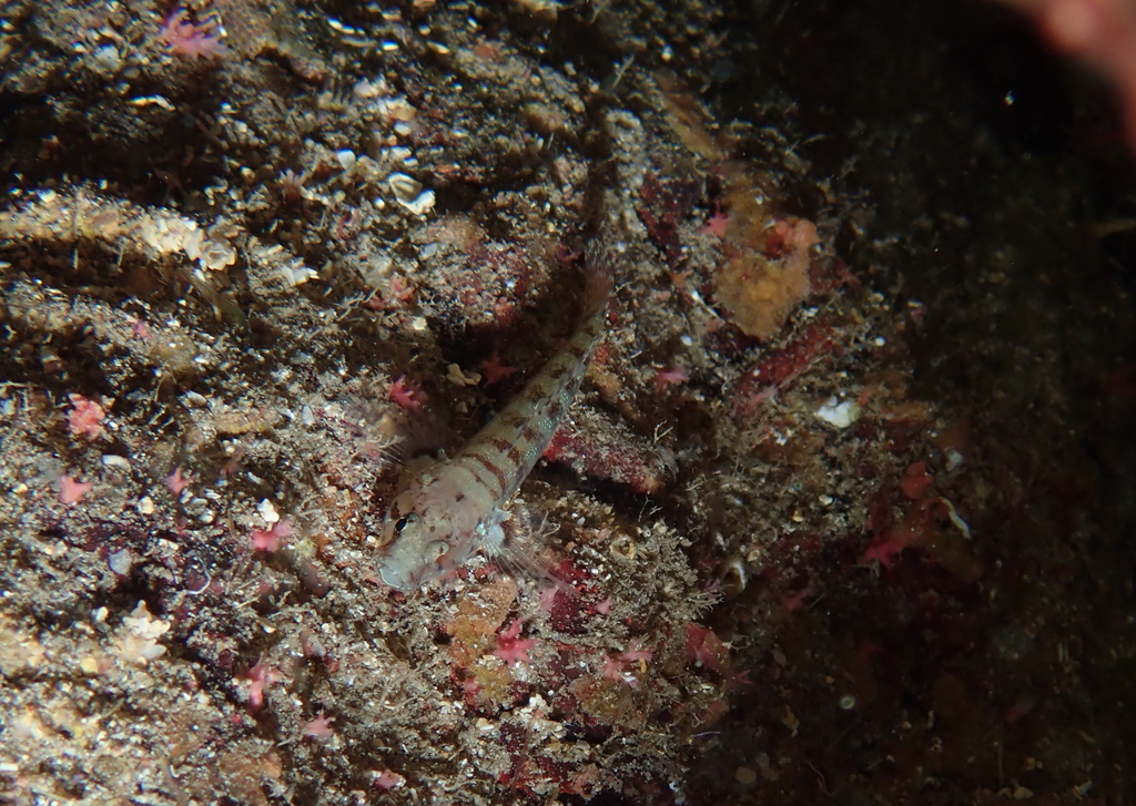 Kolombatovic's Goby