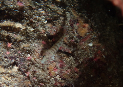 Chromogobius zebratus