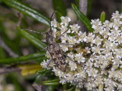 Pempsamacra dispersa