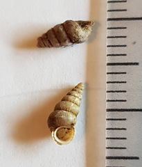 Cochlostoma septemspirale