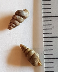 Cochlostoma septemspirale