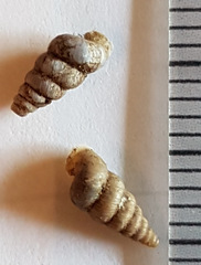 Cochlostoma septemspirale