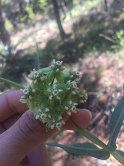 Asclepias elata