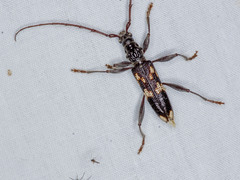 Coptocercus walkeri