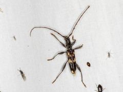 Coptocercus walkeri