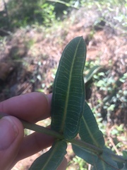 Asclepias elata
