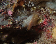 Corcyrogobius liechtensteini