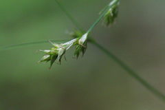 Carex laeviculmis