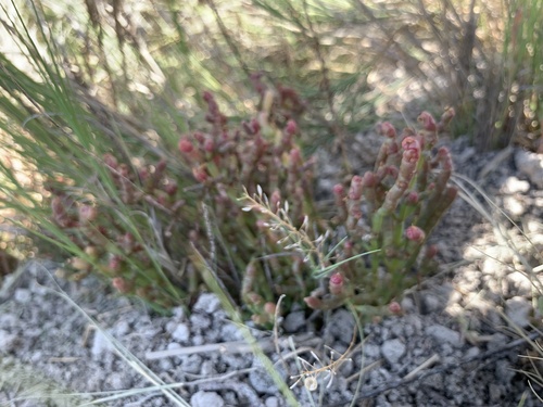 Image of Salicornia rubra by (c) Zach Earl, some rights reserved (CC BY)