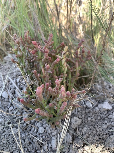 Image of Salicornia rubra by (c) Zach Earl, some rights reserved (CC BY)