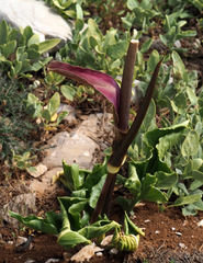 Arum rupicola