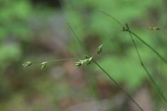 Carex laeviculmis